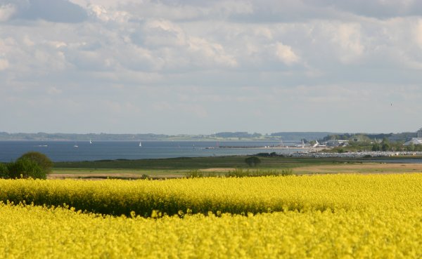 Rapsbl&uuml;te